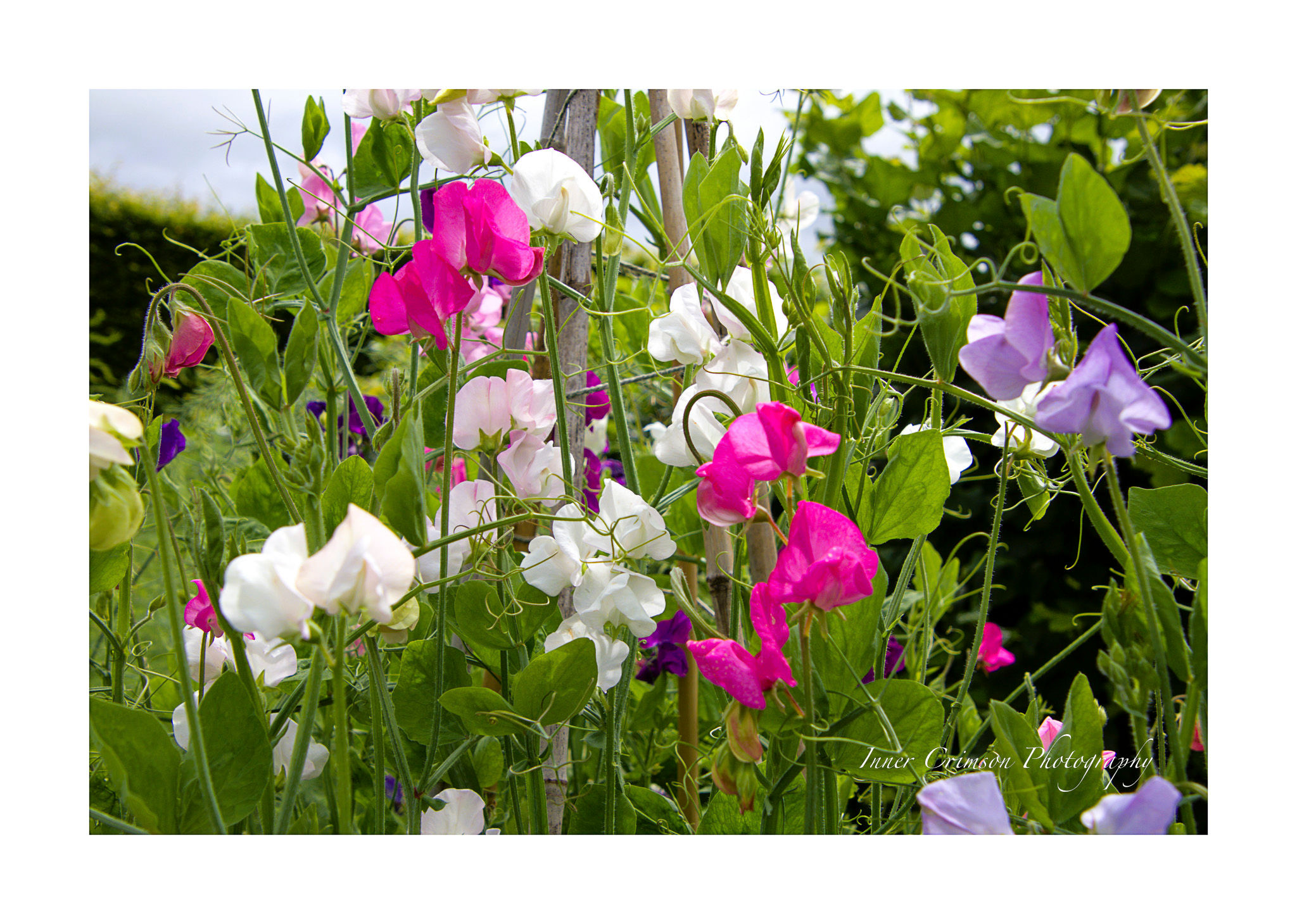 Mounted Print - Sweet Peas