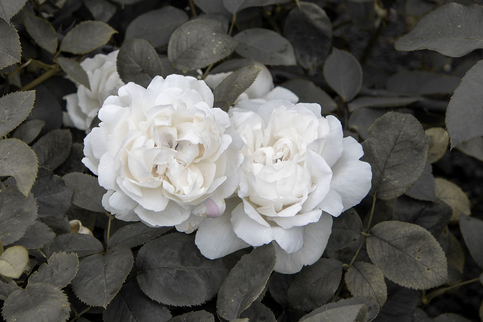 Thumbnail: Mounted Print - White Roses