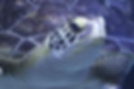 Sea Turtle