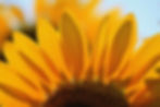 Radiant Petals
