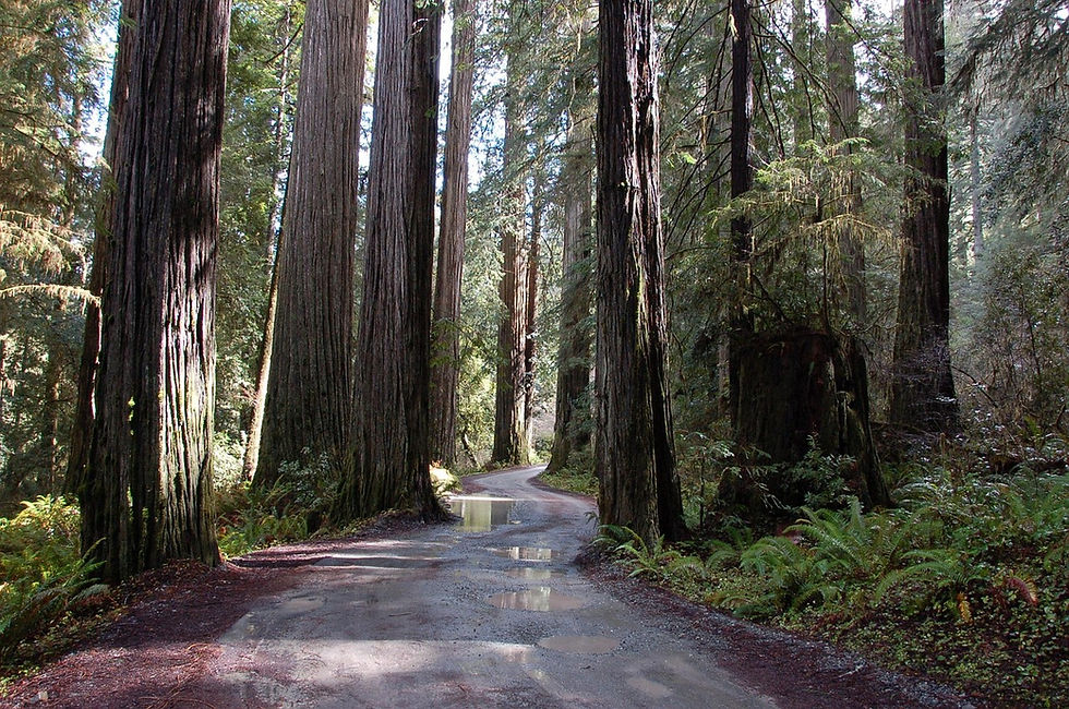 california-redwoods-1224978_1280.jpg