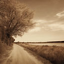 nature photo no people in sepia.jpg