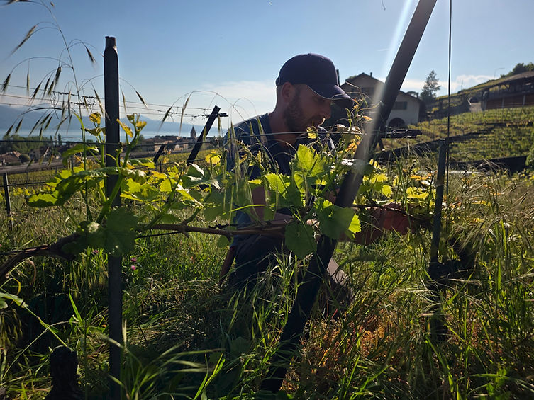 vigne ebourgeonnage 2026 duboux jean_edited.jpg