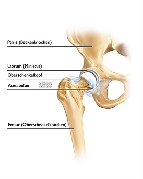 Bänder des Hüftgelenks