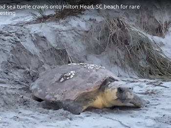 A wheelchair-accessible beach overlook is proposed for Hilton Head. Here’s where
