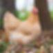 Buff-Orpington-Meat-Chicken.jpg