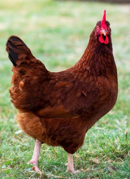 Rhode-Island-Red-Egg-Layer