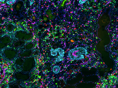 Alexander Lab in the media 