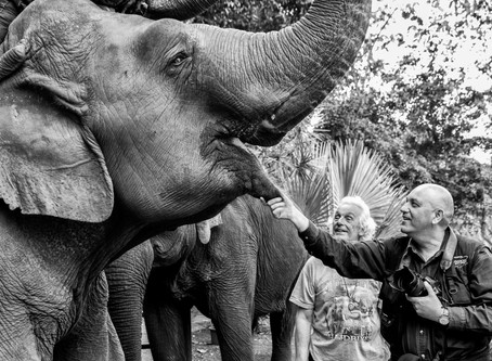Des éléphants et des hommes