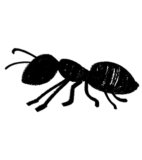 Ants.png