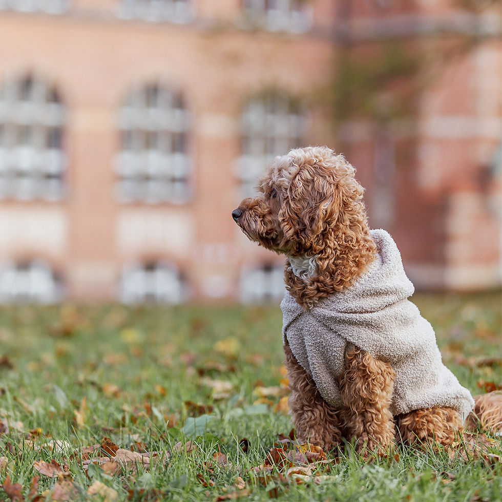 Miniatura: Sweat "Carson" Para Cães