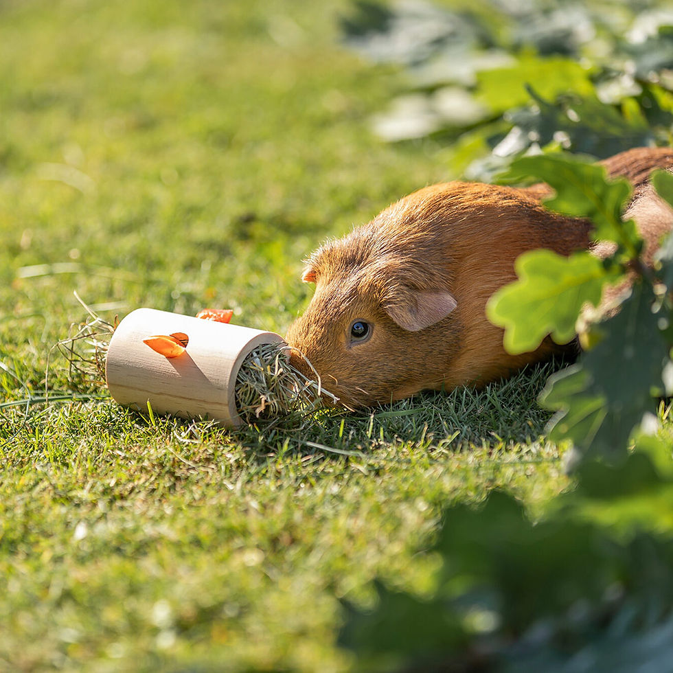 Miniatura: Cilindro Em Madeira Para Snacks Para Porq. Da Índia E Coelhos