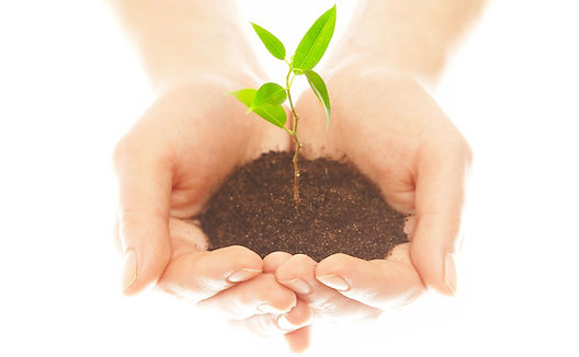 hands holding seedling