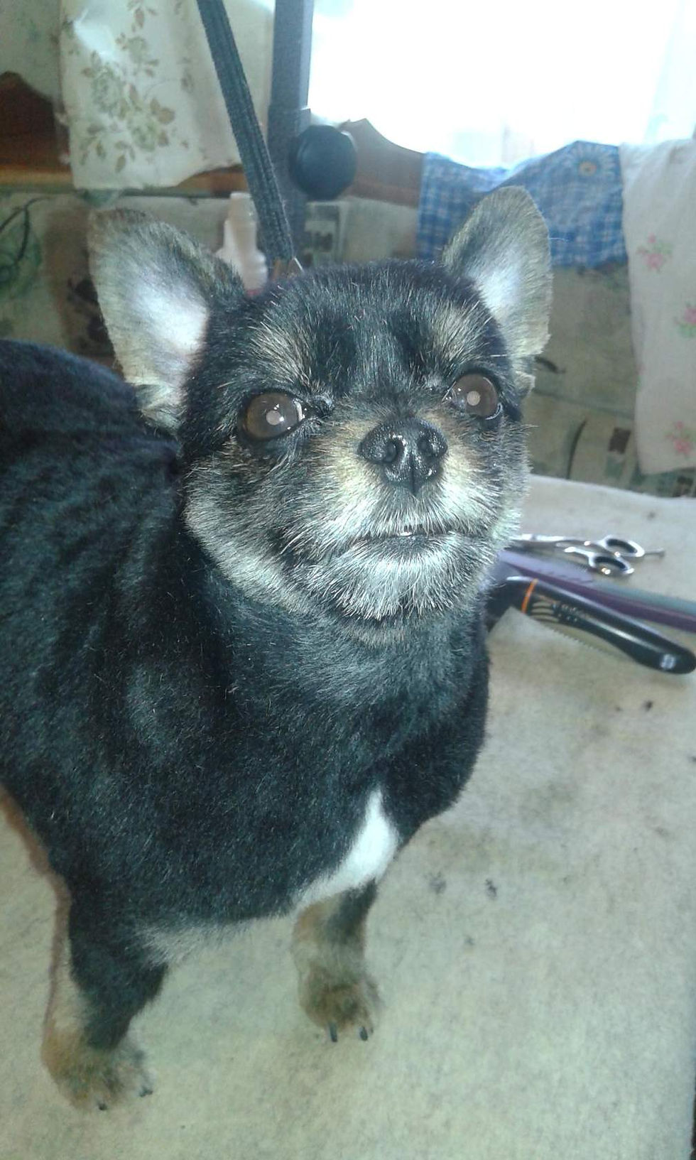 imageметисик после.jpg