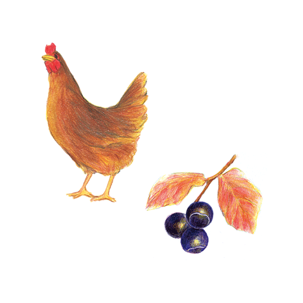 鶏・なつはぜイラスト