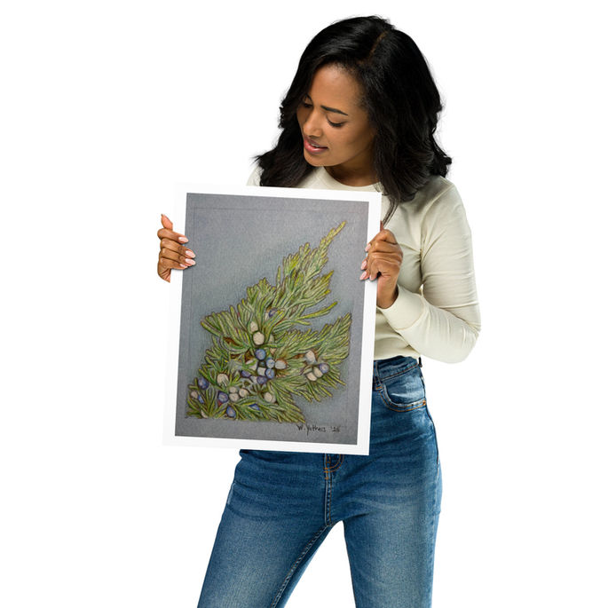 Print of Juniper branch with berries.