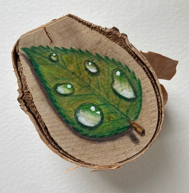 Handmade colored pencil nature on birch wood rounds with water droplets 