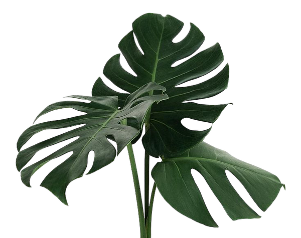 PhotoRoom_20230326_210801.png