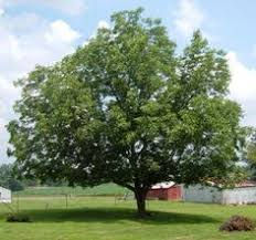 Texas Pecan.jpeg