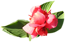 ソフトピンクの花