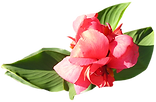 ソフトピンクの花
