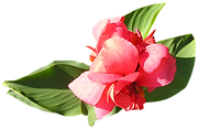Soft Pink Flower