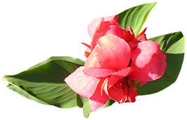 Soft Pink Flower