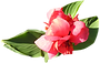 dibujo La flor rosada suave