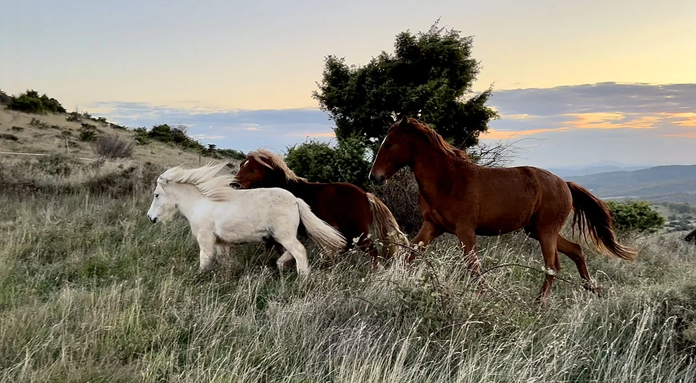 Chevaux . Photo appartenant au parc animalier de Lussas Ardèche et utilisée pour leur publicité