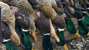 pack-loisir-chasse-en-sologne%20(2)_edited.jpg