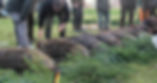 sanglier2 (2)