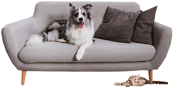 Pets Climeve