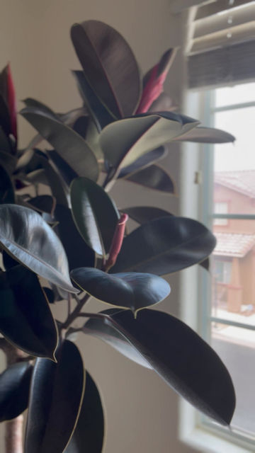 Thumbnail: Ficus elastica ‘Burgundy Rubber Tree’