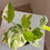 Thumbnail: Epipremnum aureum ‘N Joy’