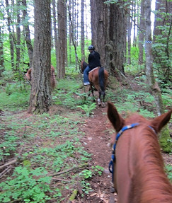 horseback riding on trail