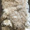 Thumbnail: "Spot" Shetland LAMB Raw Wool Fleece