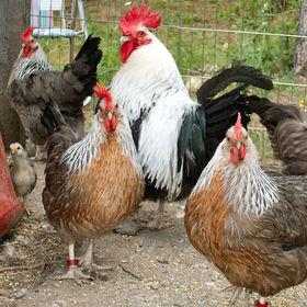 Farm life at Bliss Butte Ranch