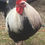 Thumbnail: Silver-Grey Dorking Rooster / Cockerel
