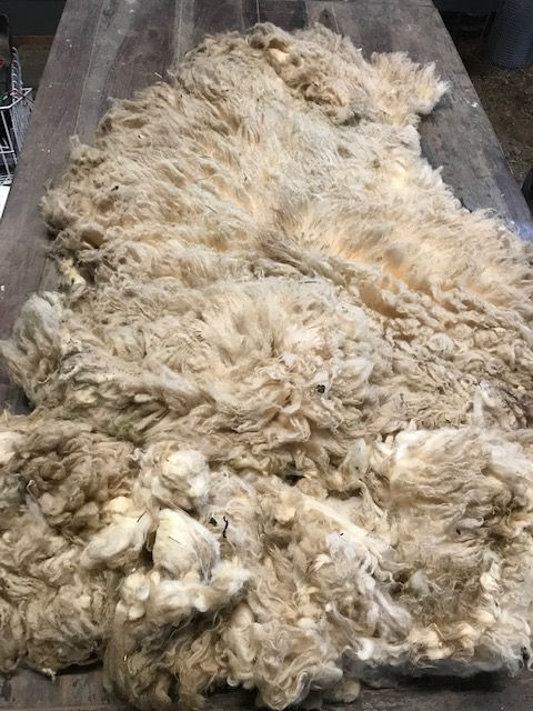 Thumbnail: "Tulip" Shetland Sheep Raw Wool Fleece