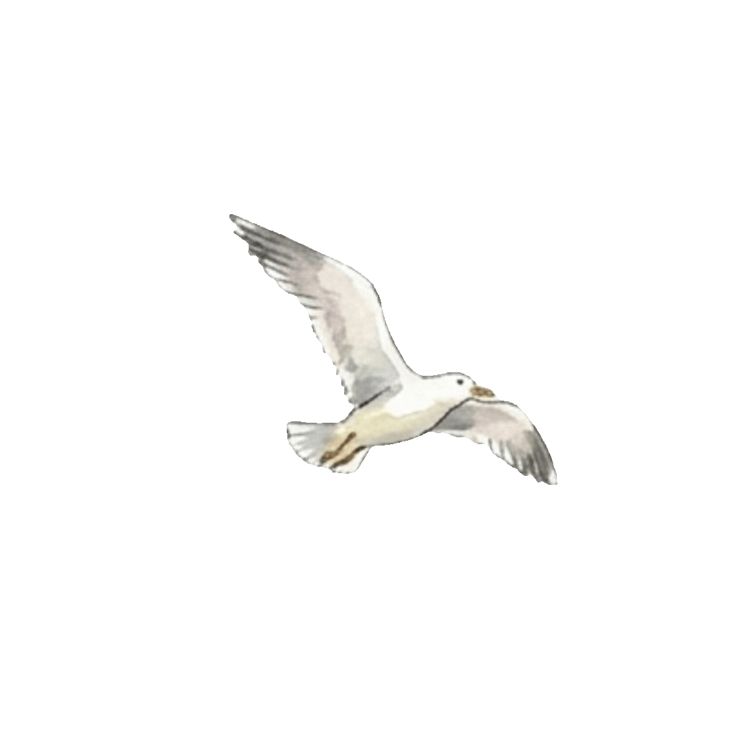 bird (1).gif