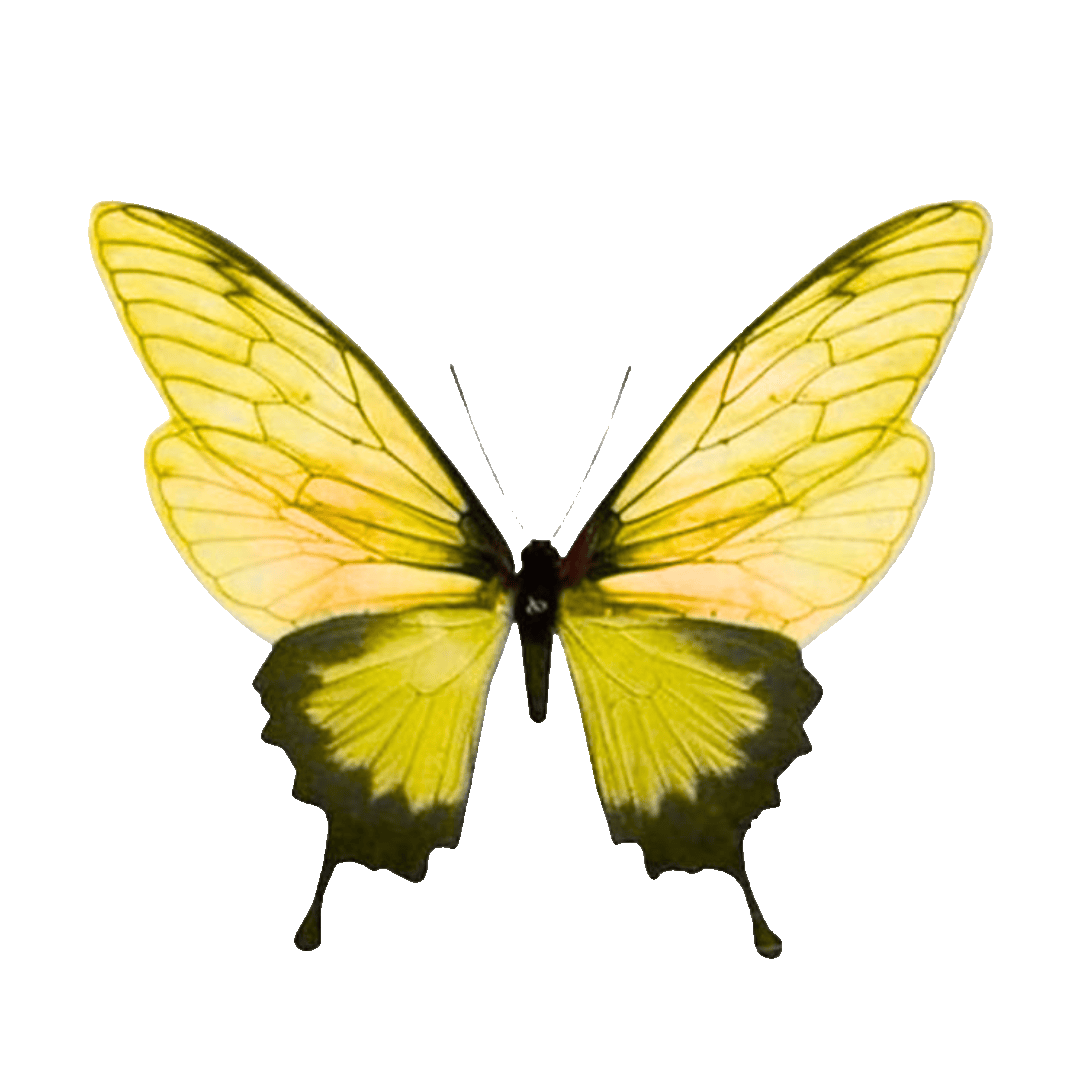 yellow.gif