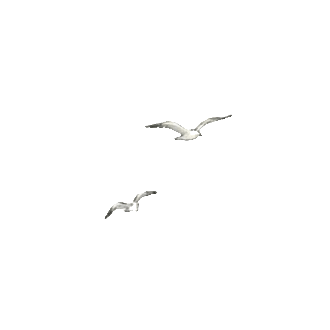 bird.gif