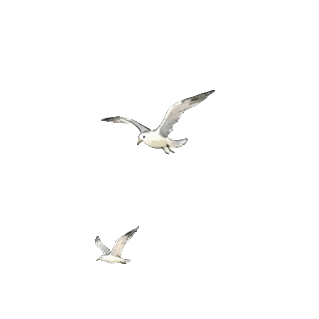 bird (2).gif