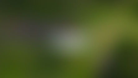 ANPACT impulsa acciones ambientales de la industria de vehículos pesados con reforestación