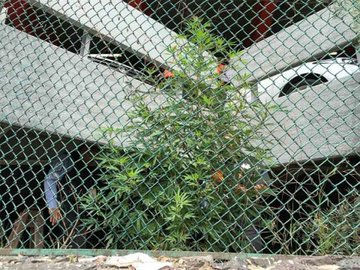 Hallan marihuana de 2 metros en AICM