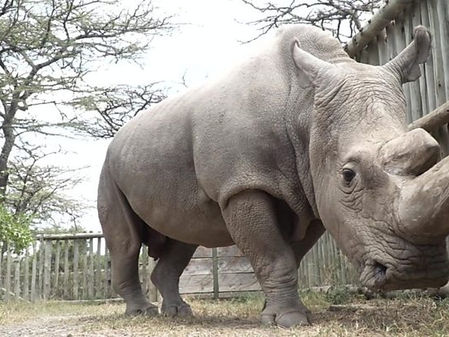 Muere el último macho rinoceronte blanco del mundo
