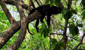 Semarnat continúa su labor para atender afectación a primates