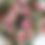 Thumbnail: Lisianthus bunch