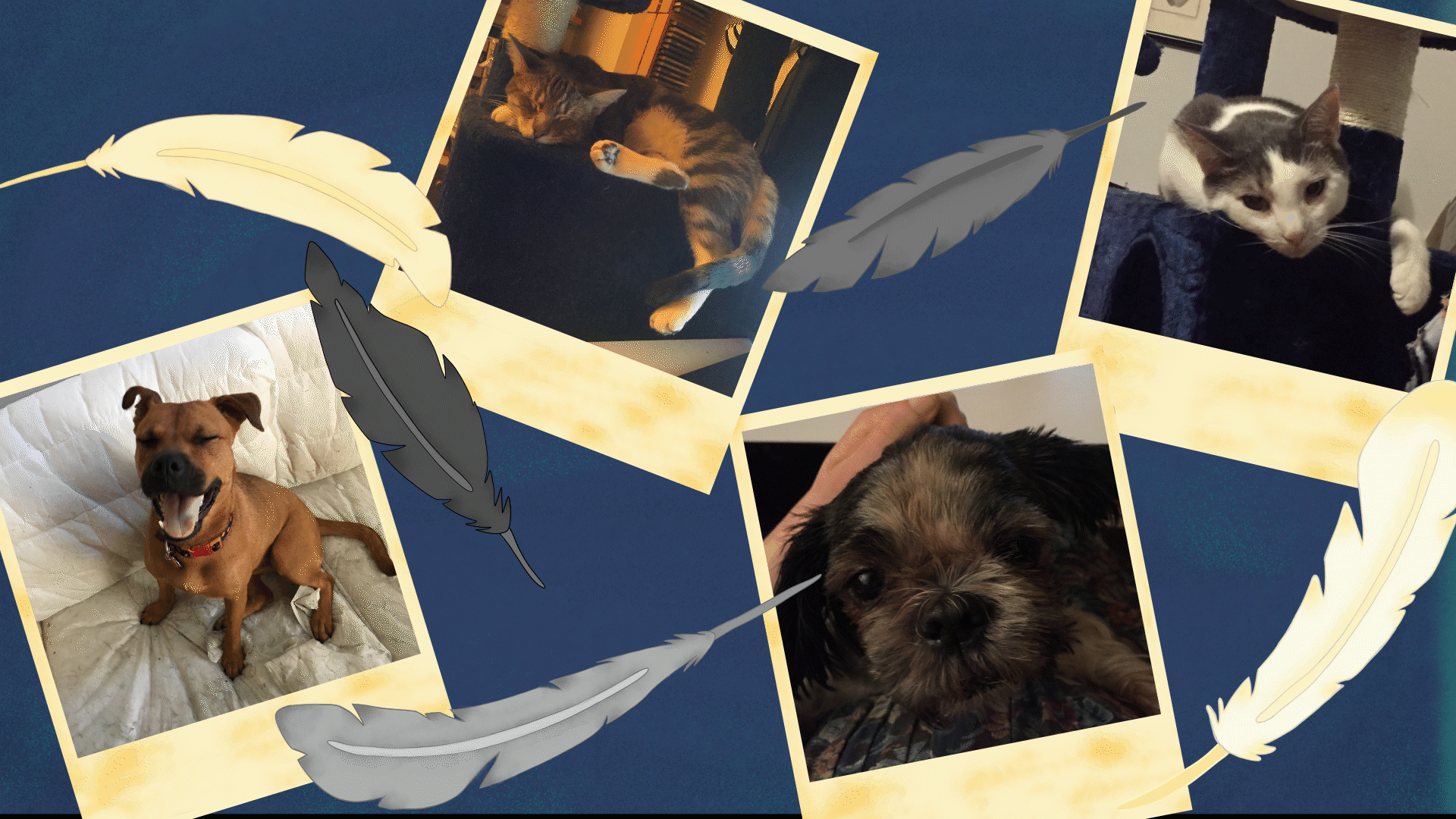 Flock.gif