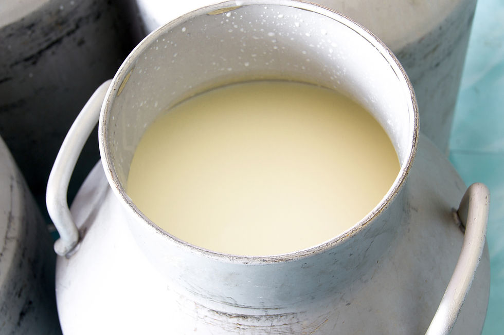 Milk In Metal Pail